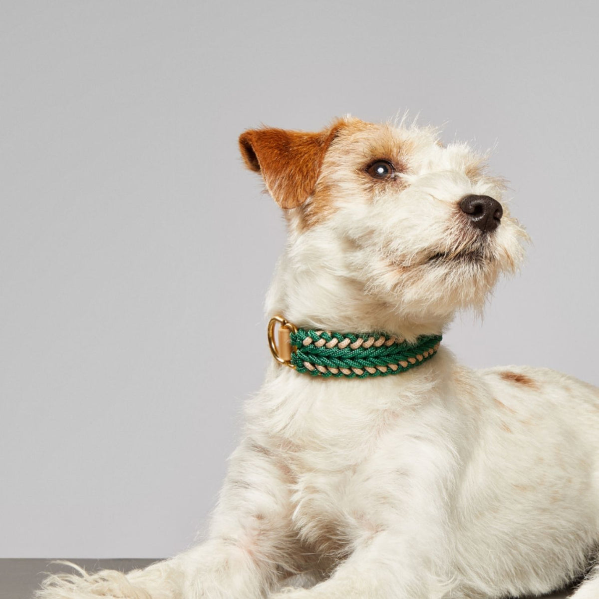 Catalina Dog Collar Emerald Green - Mila & Coco