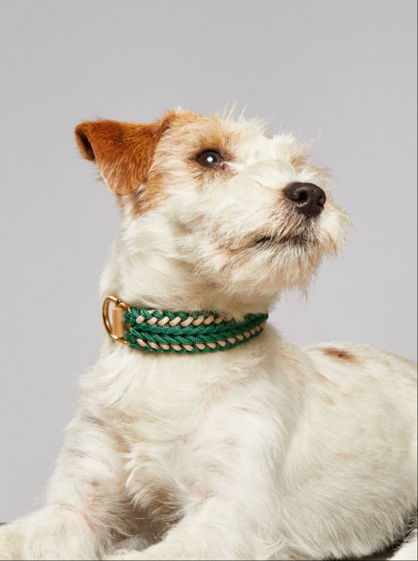 Catalina Dog Collar Emerald Green - Mila & Coco