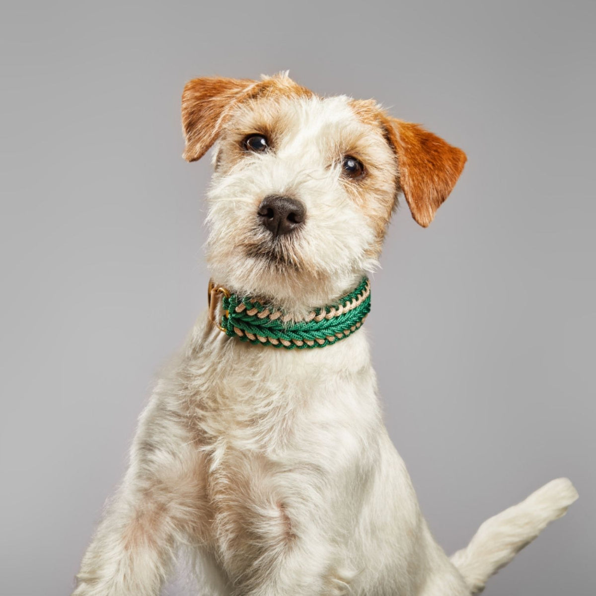 Catalina Dog Collar Emerald Green - Mila & Coco