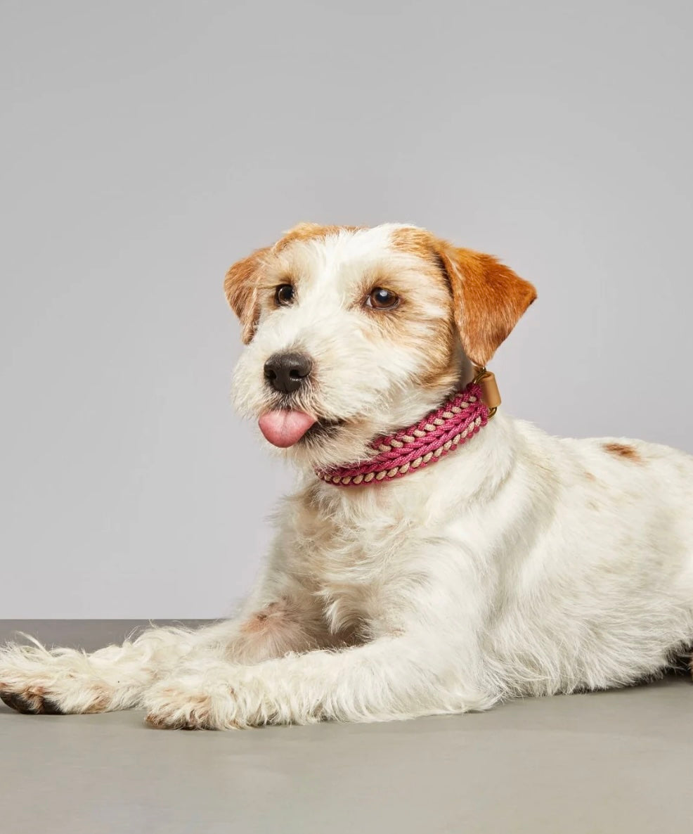Catalina Dog Collar Rosie Pink - Mila & Coco