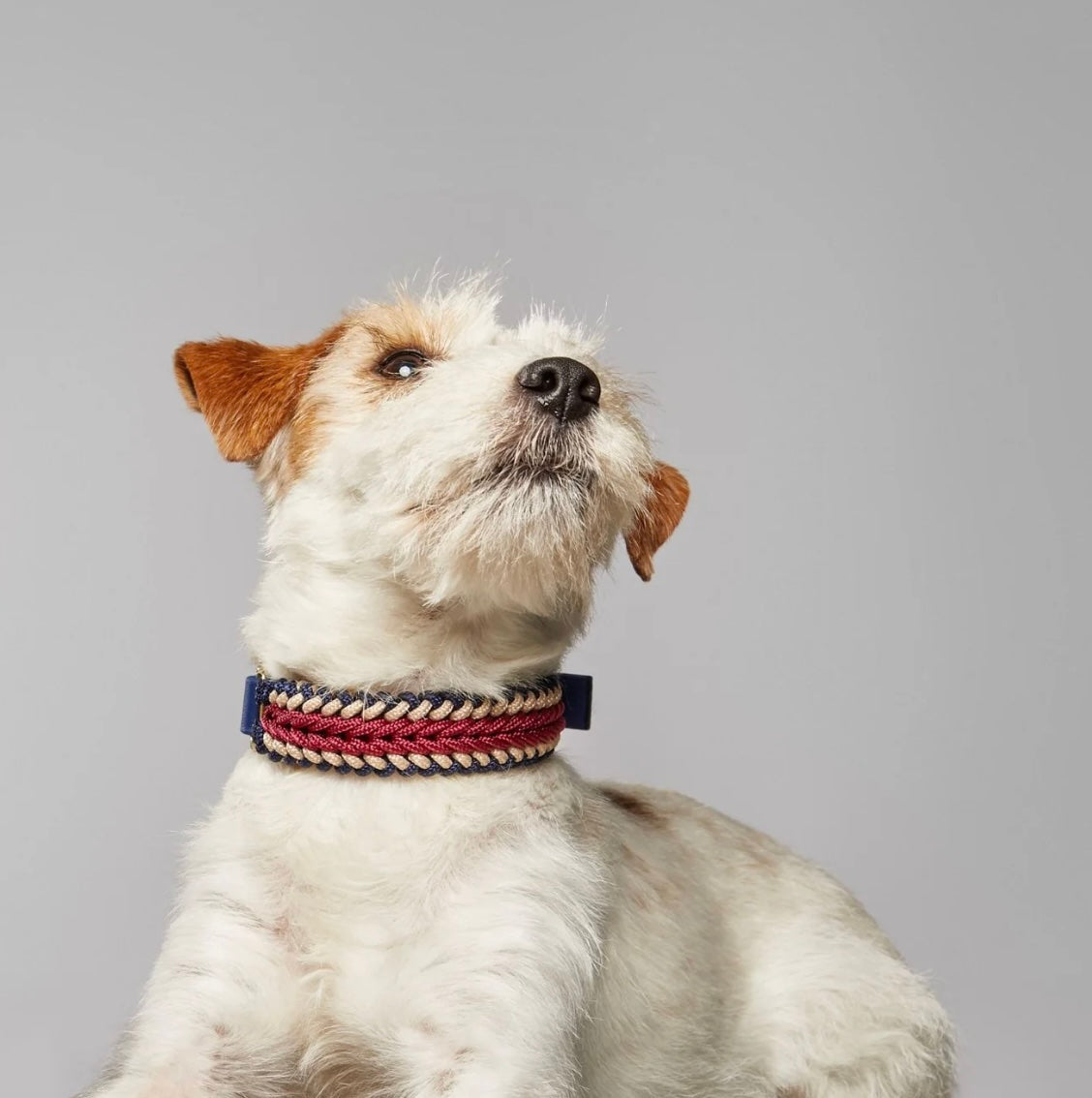 Catalina Dog Collar Boho - Mila & Coco