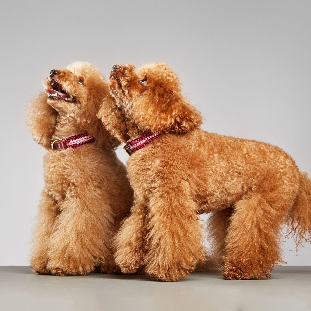 Catalina Dog Collar Ruby Rose  - Mila & Coco
