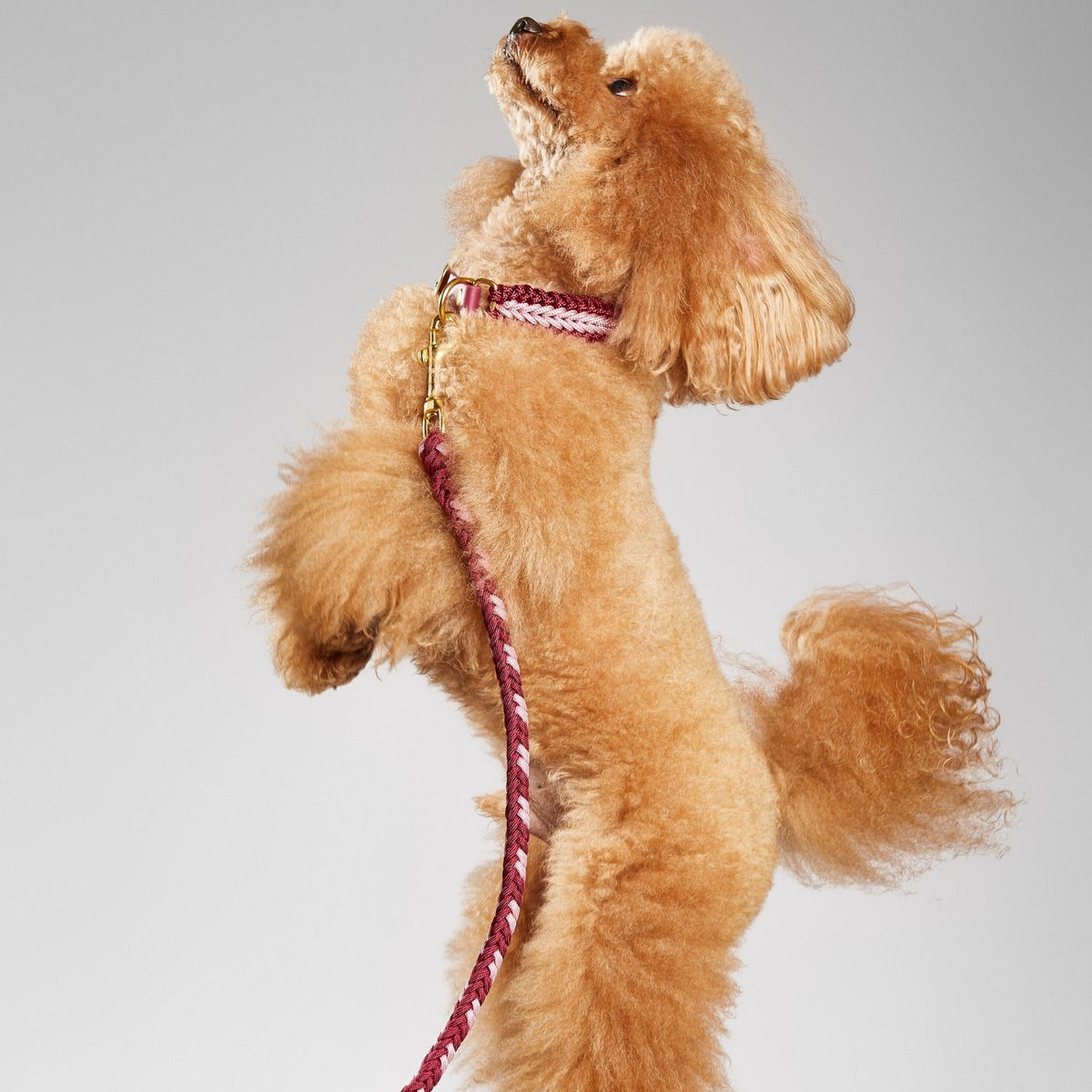 Catalina Dog Leash Ruby Rose -  Mila & Coco