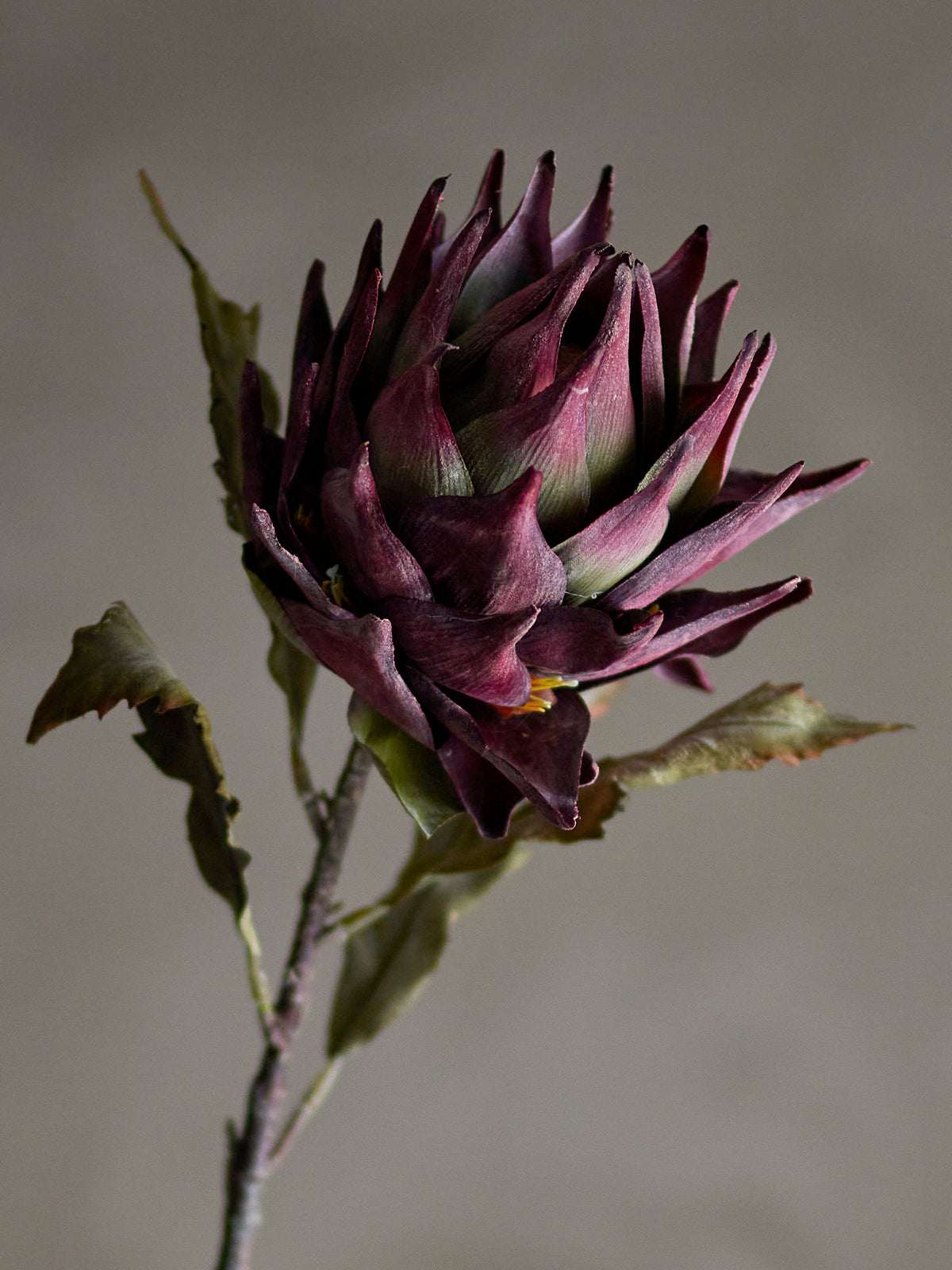 Protea Stem - Purple -  Bloomingville