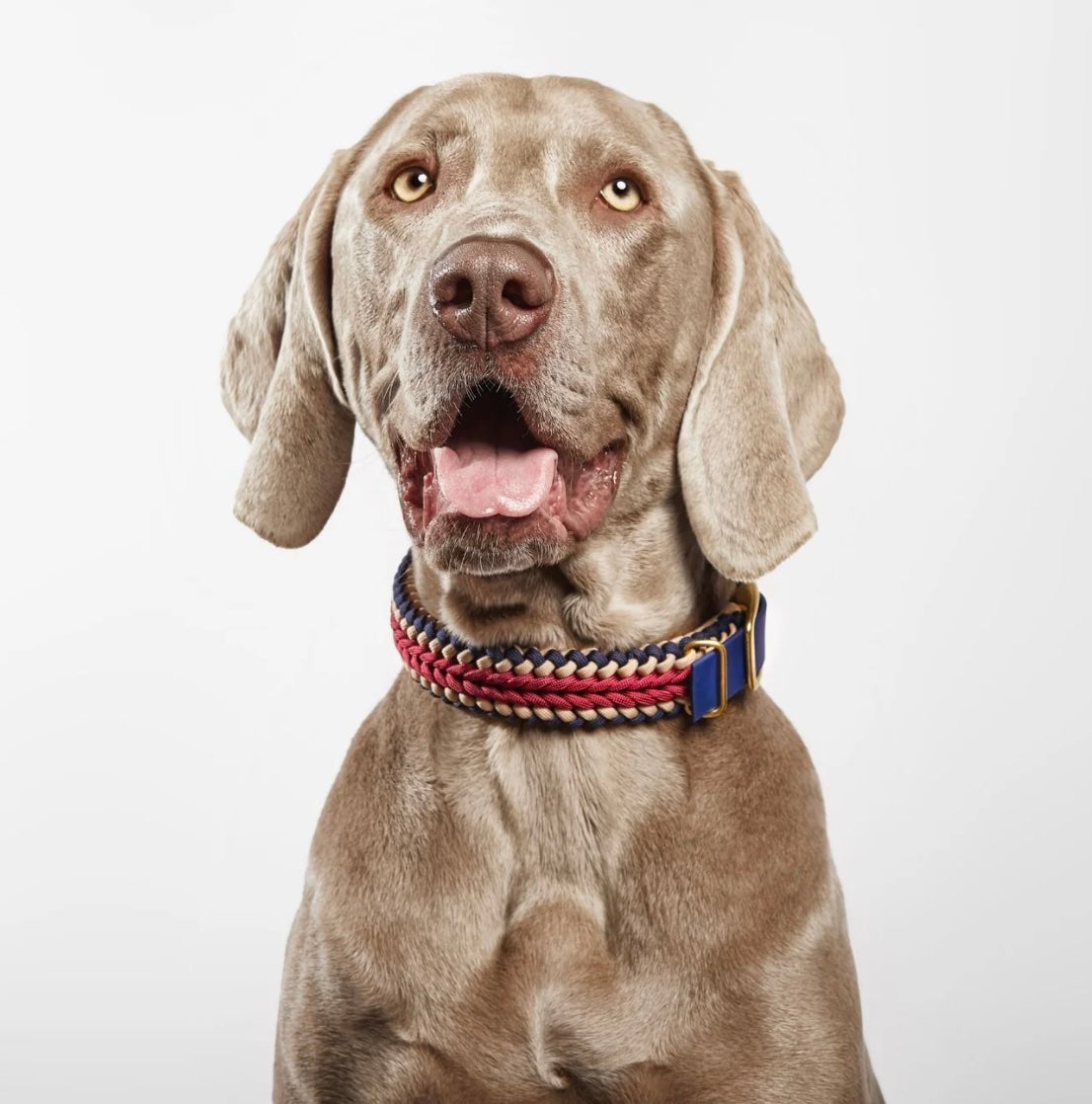 Catalina Dog Collar Boho -  Mila & Coco