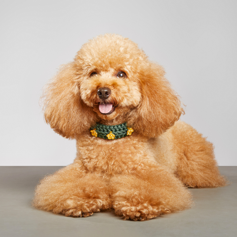 Flor Dog Leash Topaz Green -  Mila & Coco